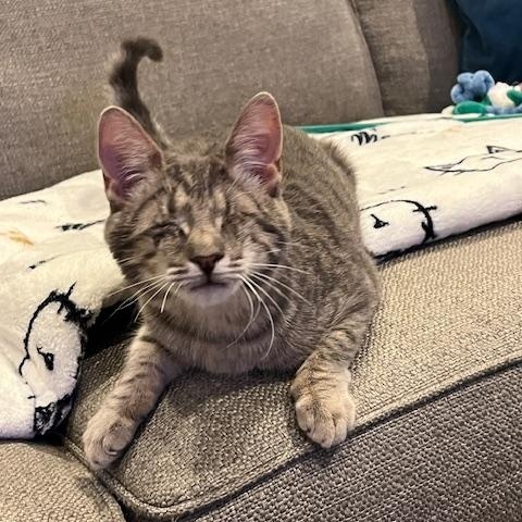 Enlarge Minnie, a Adoptable Domestic Short Hair in Manorville, NY image 3/3