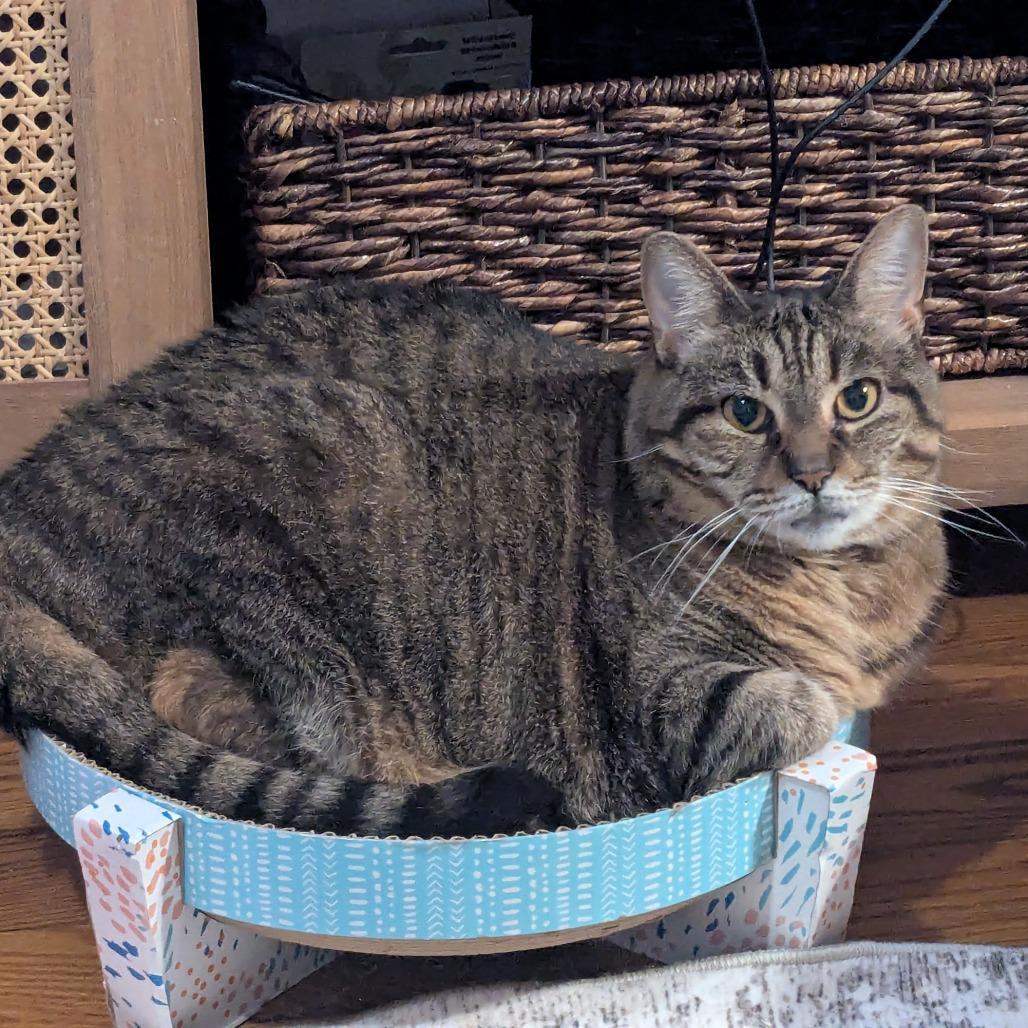 Jess, Adoptable, Adult Female Domestic Medium Hair.