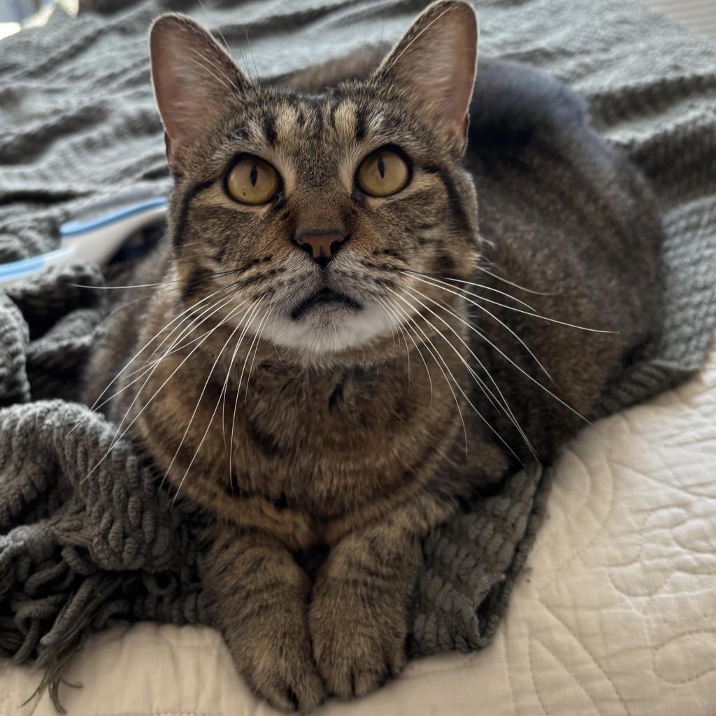 Jess, Adoptable, Adult Female Domestic Medium Hair.