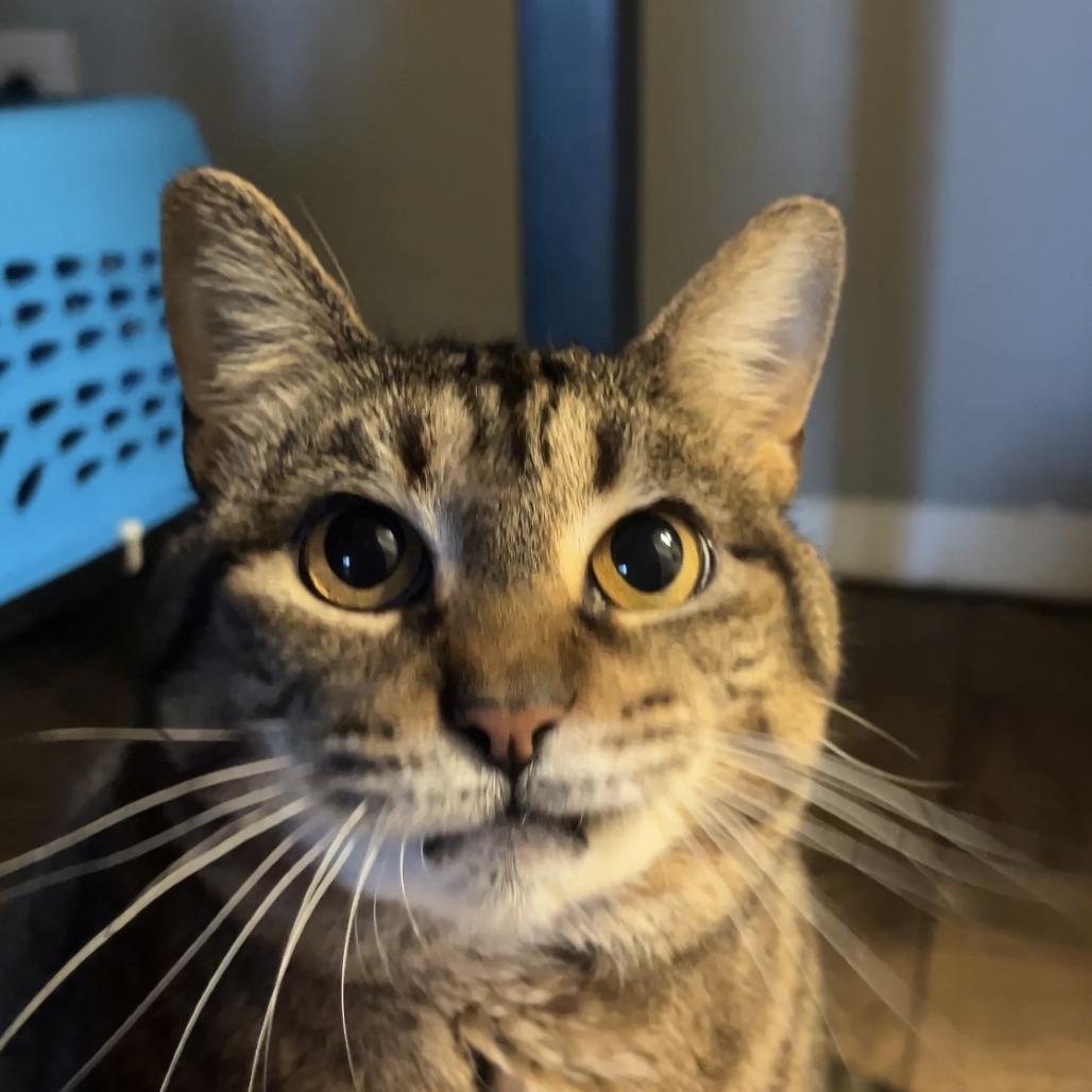 Enlarge Jess, a Adoptable Domestic Medium Hair in New York, NY image 3/6