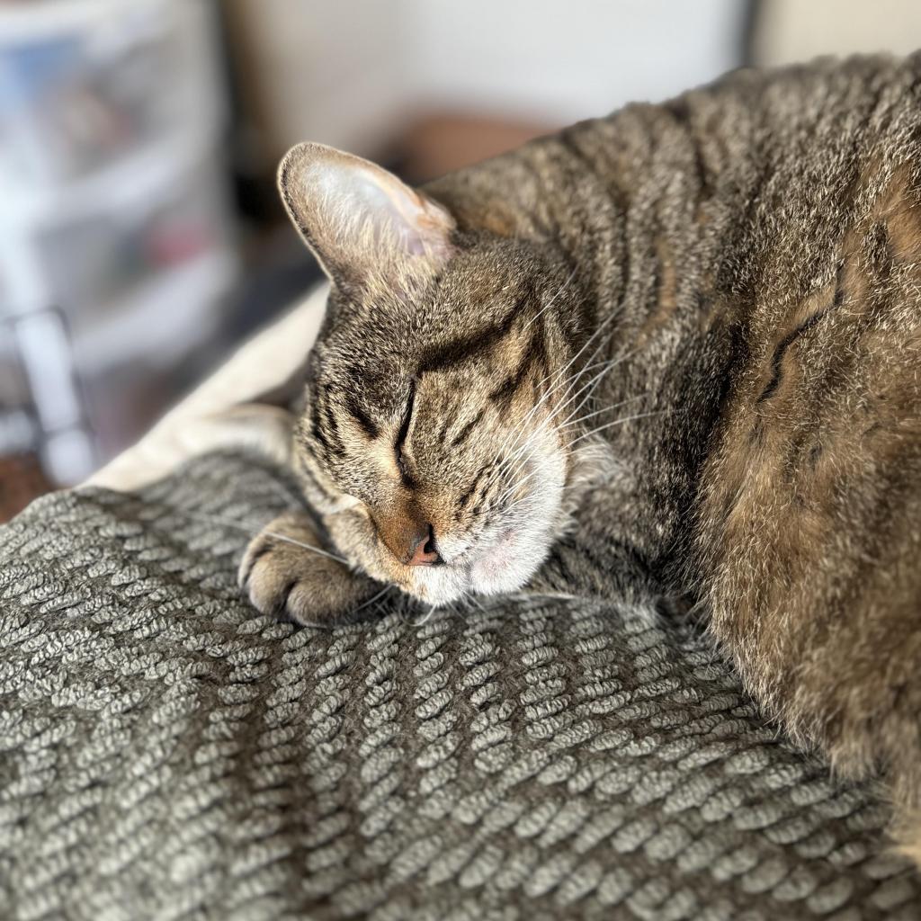 Enlarge Jess, a Adoptable Domestic Medium Hair in New York, NY image 2/6