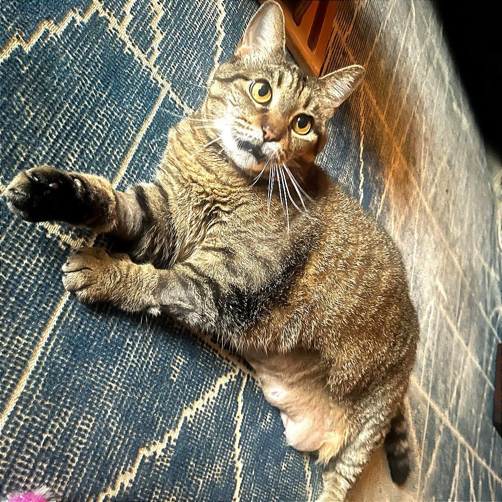 Enlarge Jess, a Adoptable Domestic Medium Hair in New York, NY image 4/6