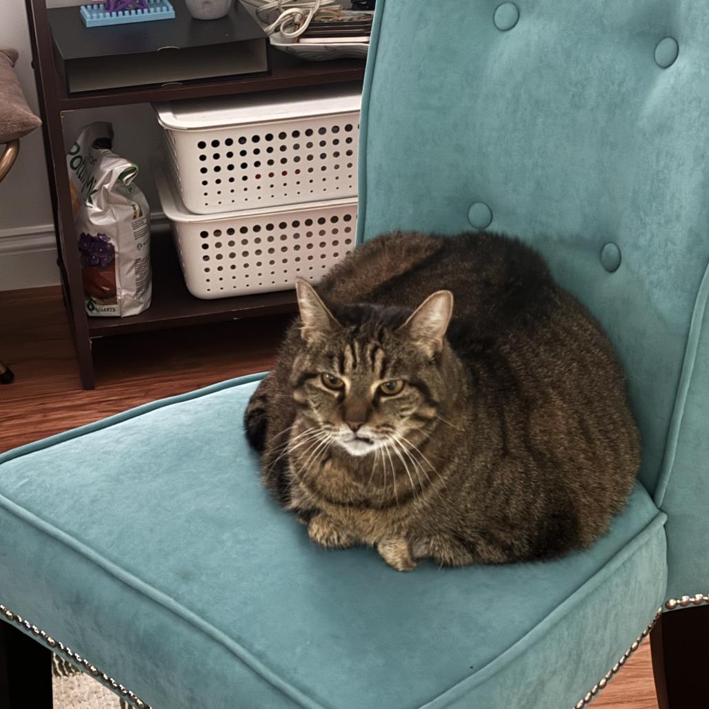 Enlarge Jess, a Adoptable Domestic Medium Hair in New York, NY image 5/6