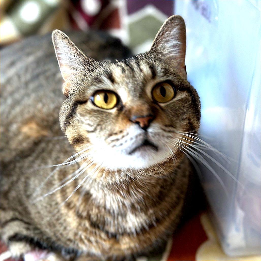 Enlarge Jess, a Adoptable Domestic Medium Hair in New York, NY image 6/6