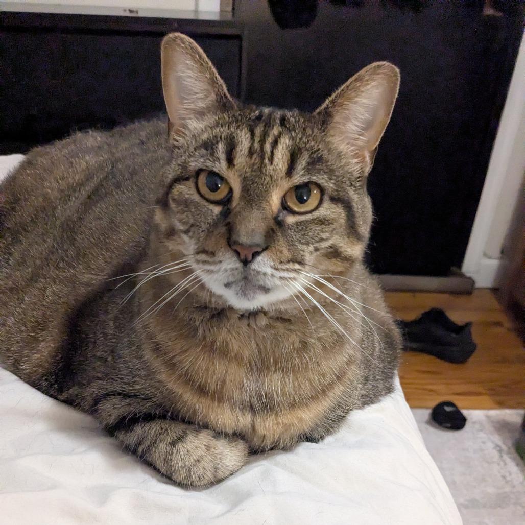 Enlarge Jess, a Adoptable Domestic Medium Hair in New York, NY image 6/6