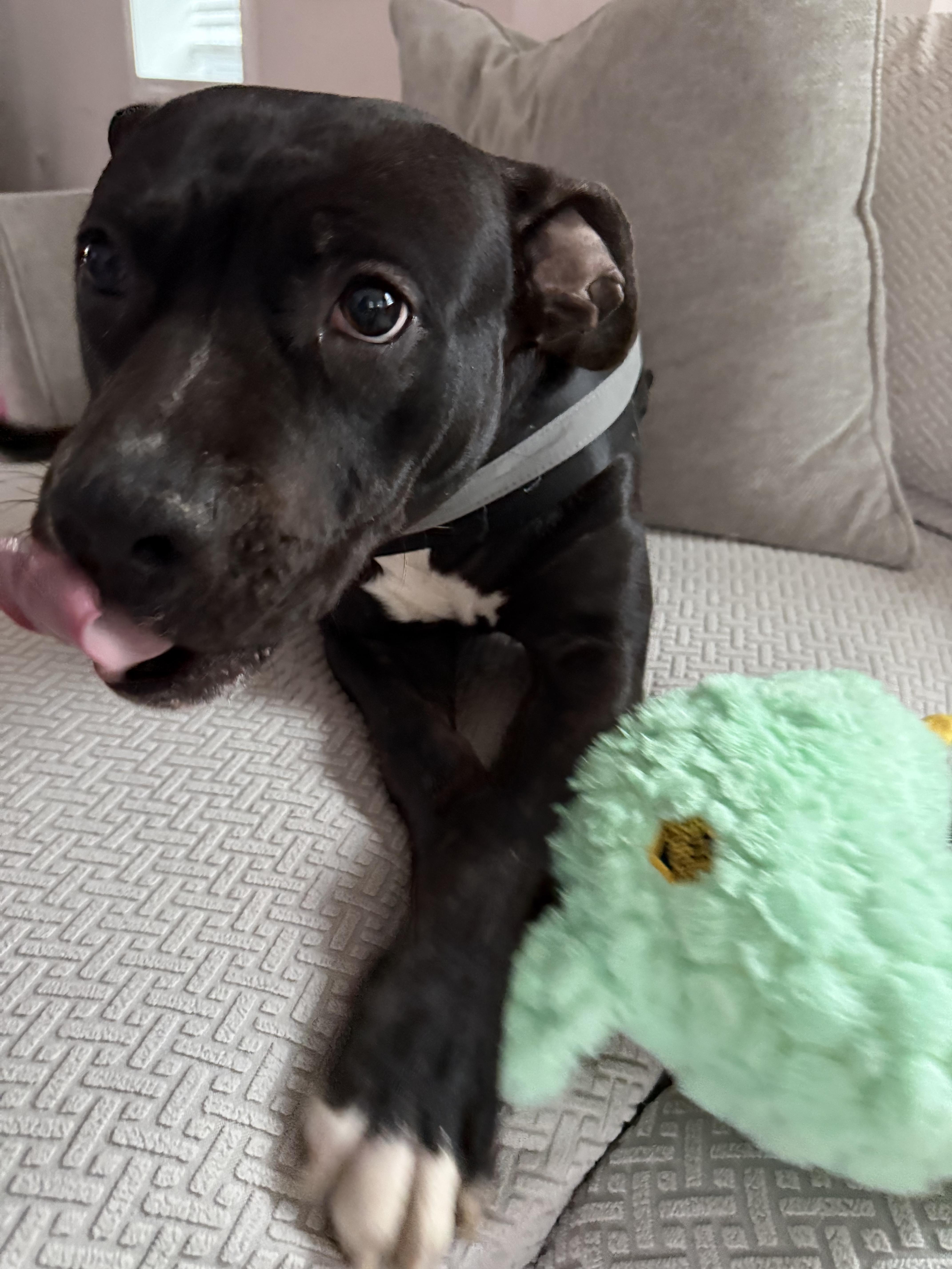 Enlarge Pearl, a Adoptable mixed breed in Westminster, MD image 1/6