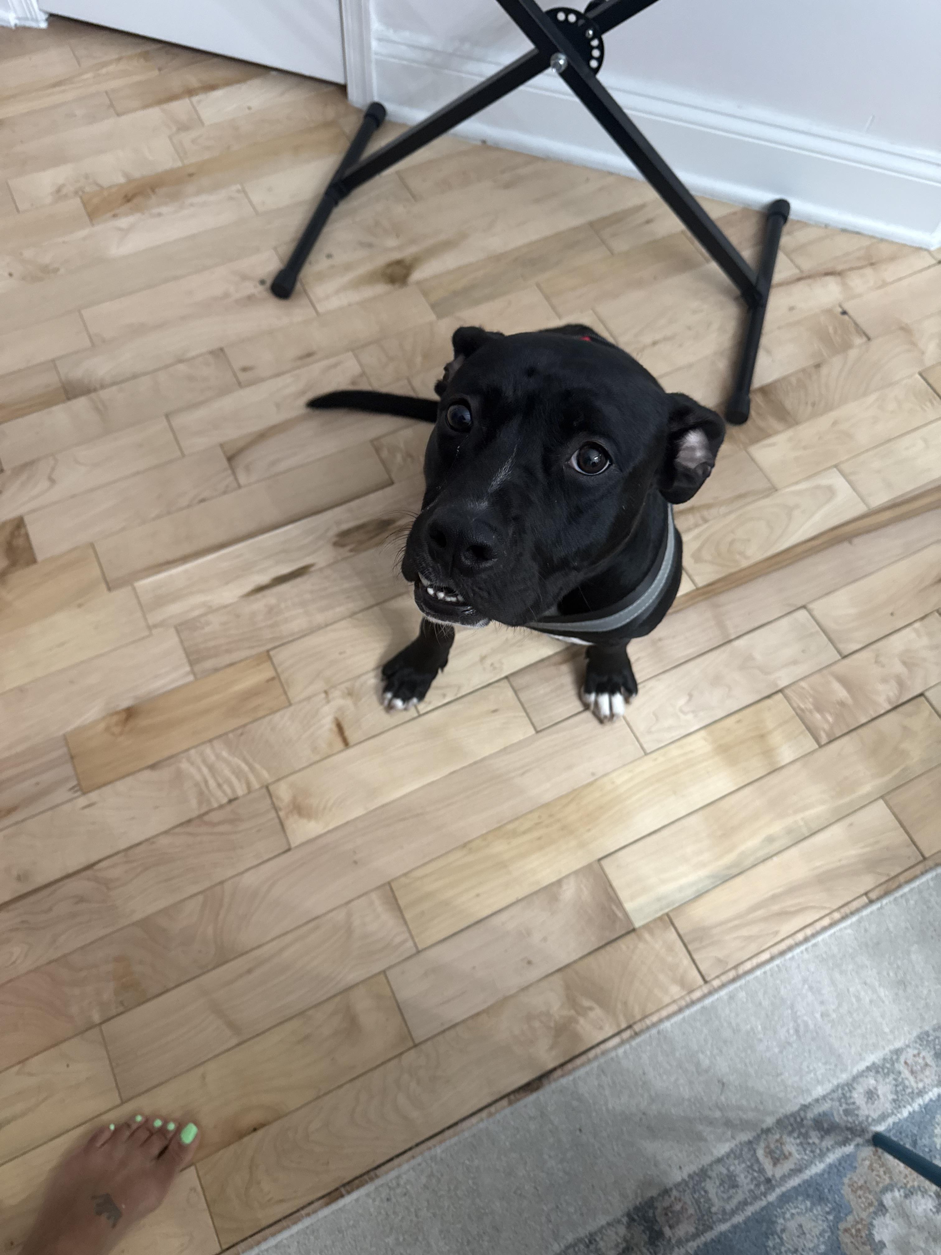 Enlarge Pearl, a Adoptable mixed breed in Westminster, MD image 4/6