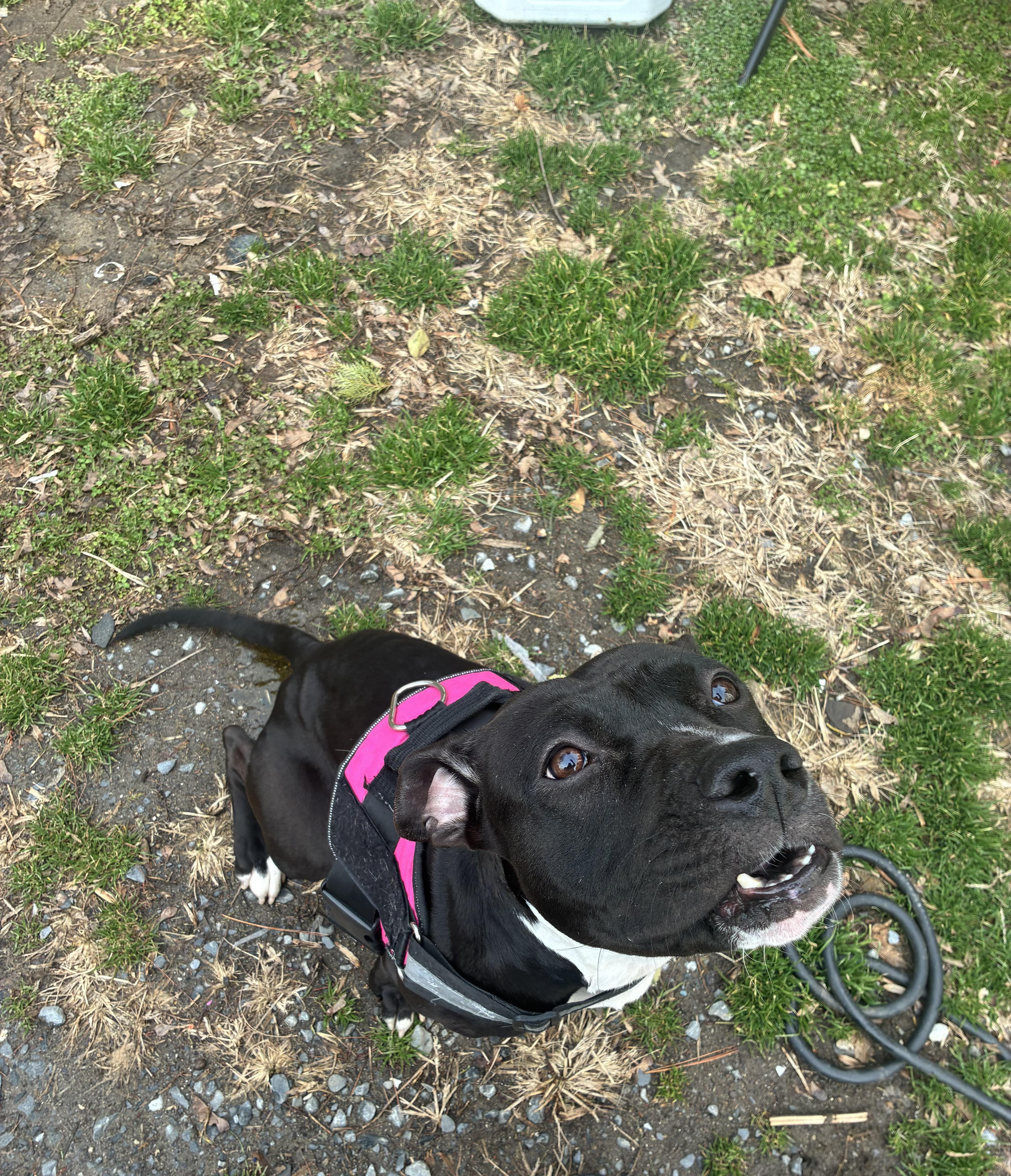 Enlarge Pearl, a Adoptable mixed breed in Westminster, MD image 5/6