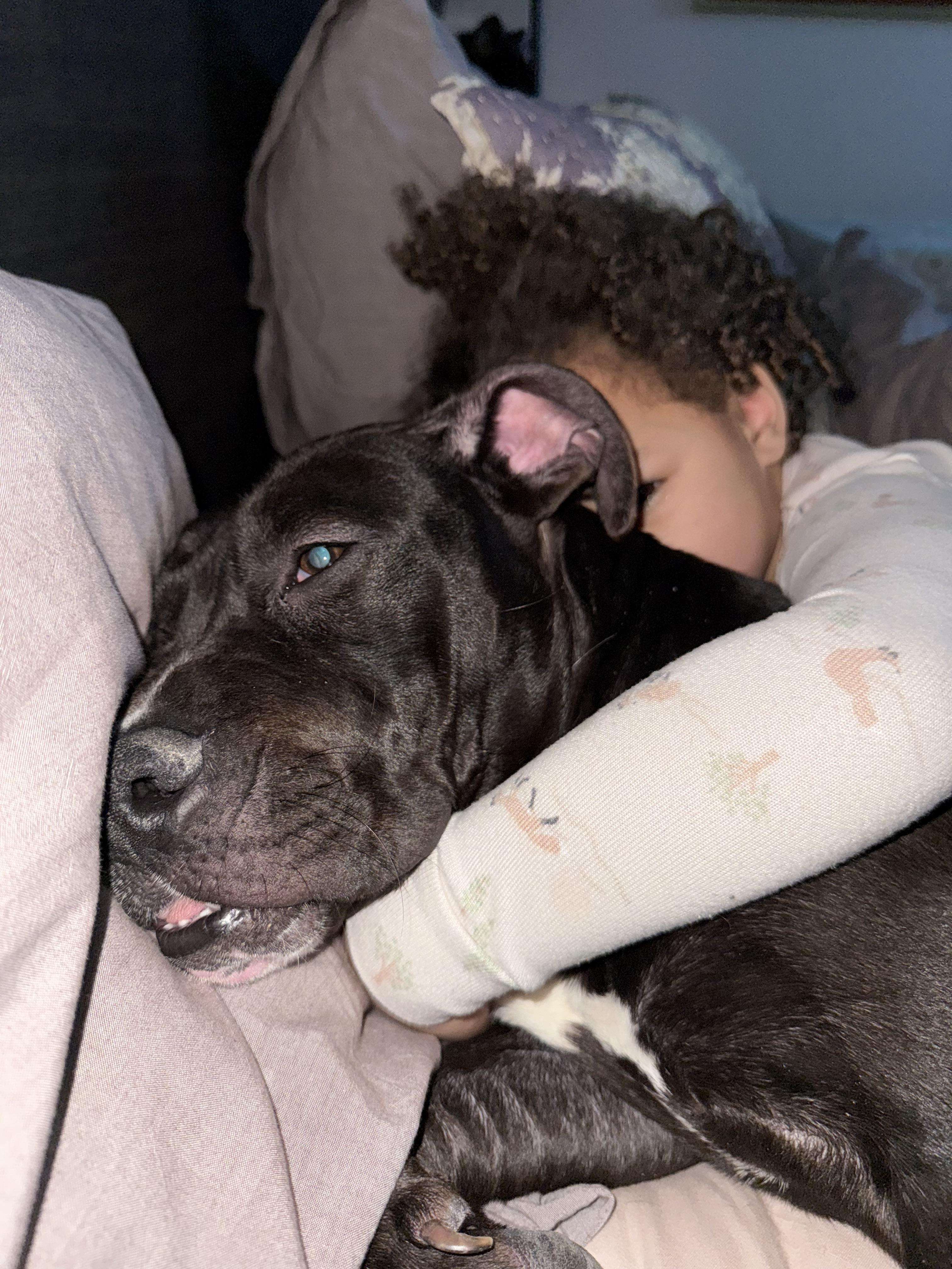 Enlarge Pearl, a Adoptable mixed breed in Westminster, MD image 2/6