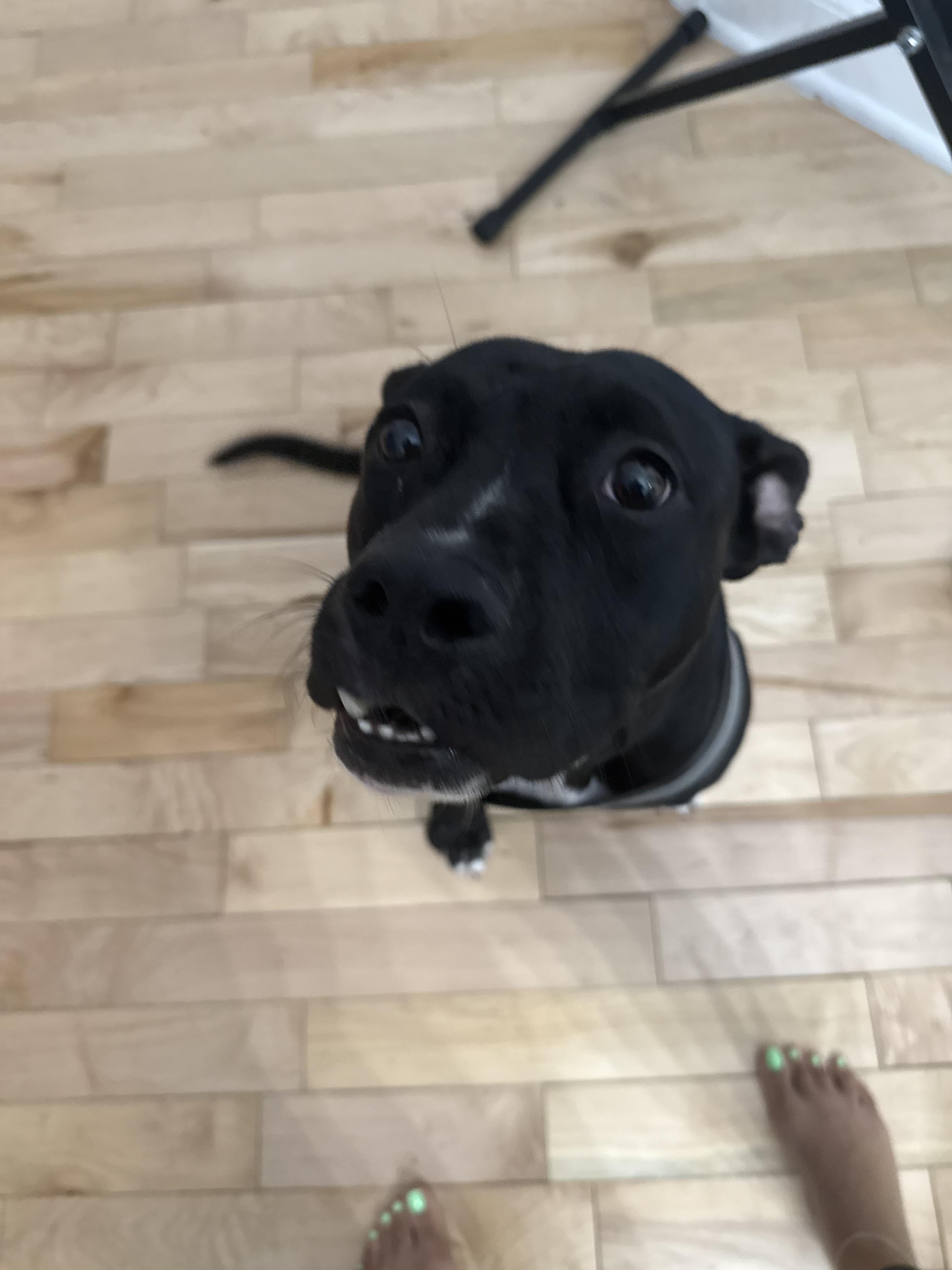 Enlarge Pearl, a Adoptable mixed breed in Westminster, MD image 6/6