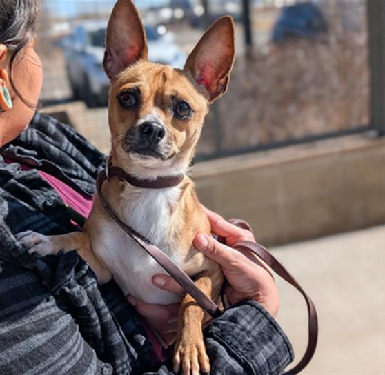 LHENNY, Adoptable, Adult Male Chihuahua.