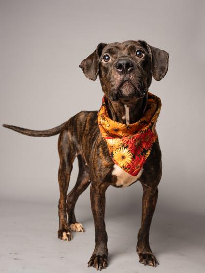 Shadow, Adoptable, Adult Female Pit Bull Terrier & Mixed Breed.