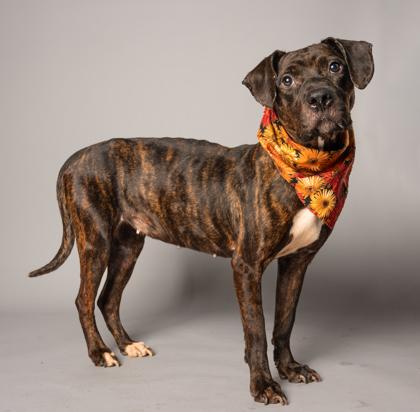Enlarge Shadow, a Adoptable mixed breed in Atlanta, GA image 2/3