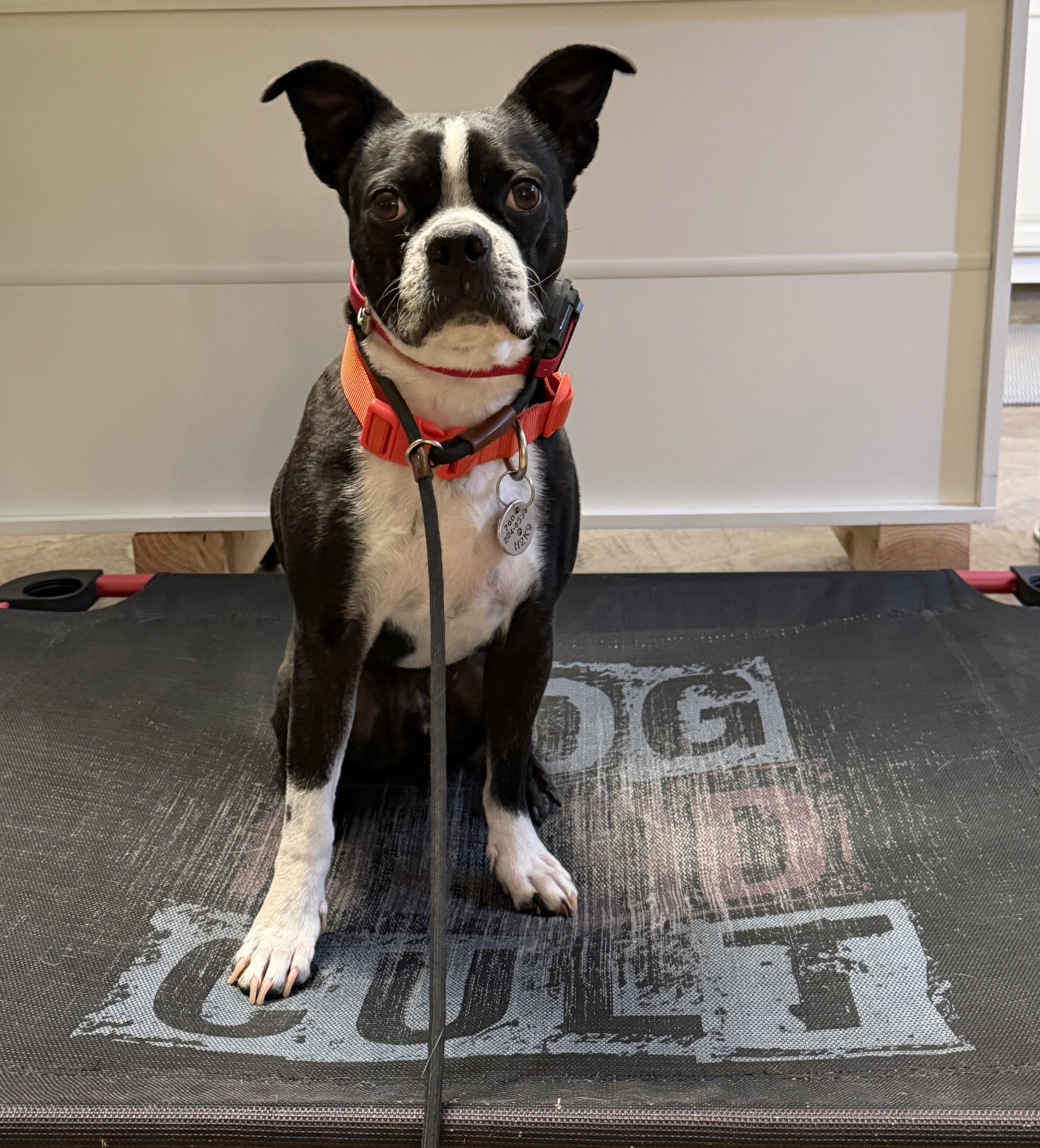 Vinny, Adoptable, Adult Male Boston Terrier.
