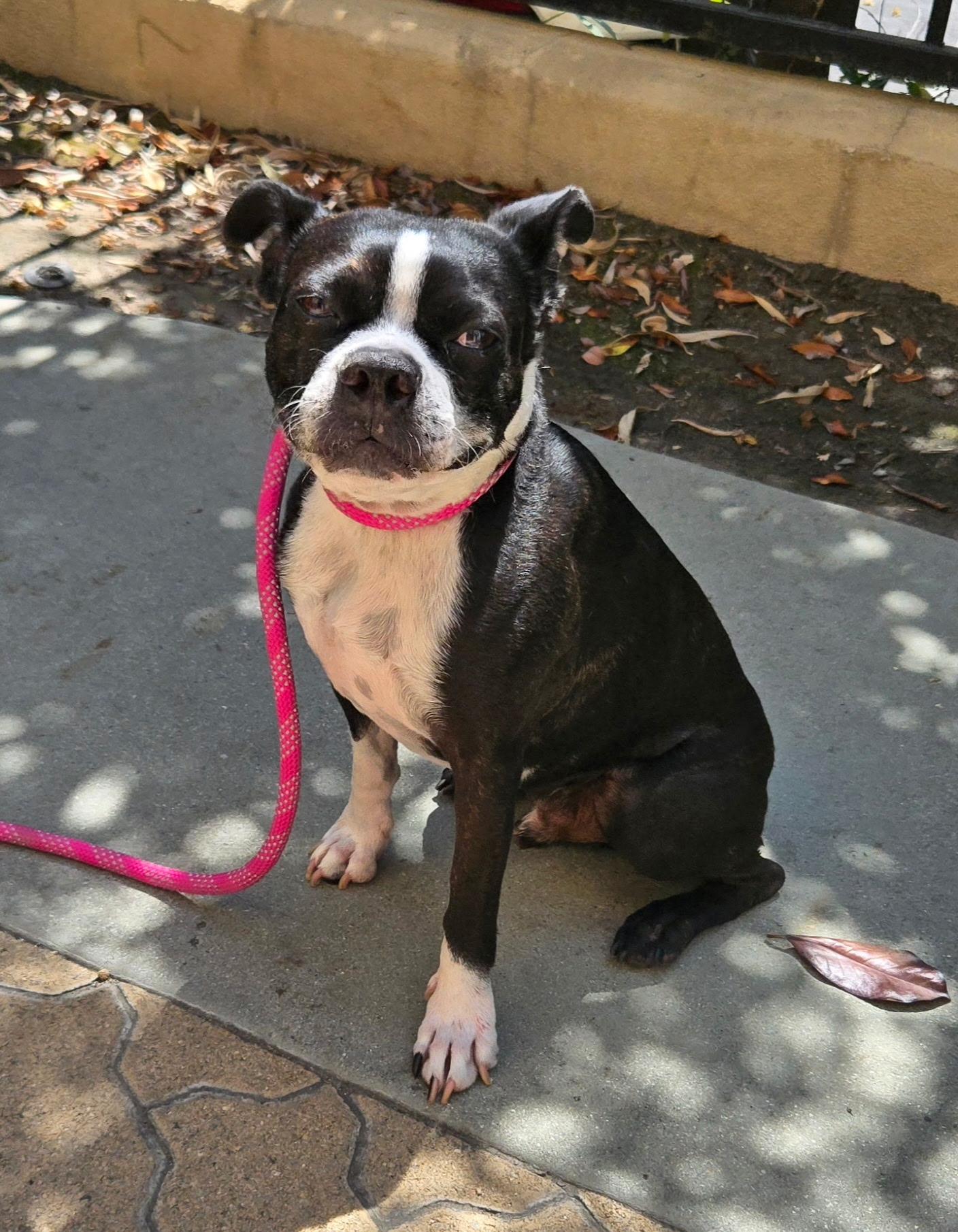 Vinny, Adoptable, Adult Male Boston Terrier.