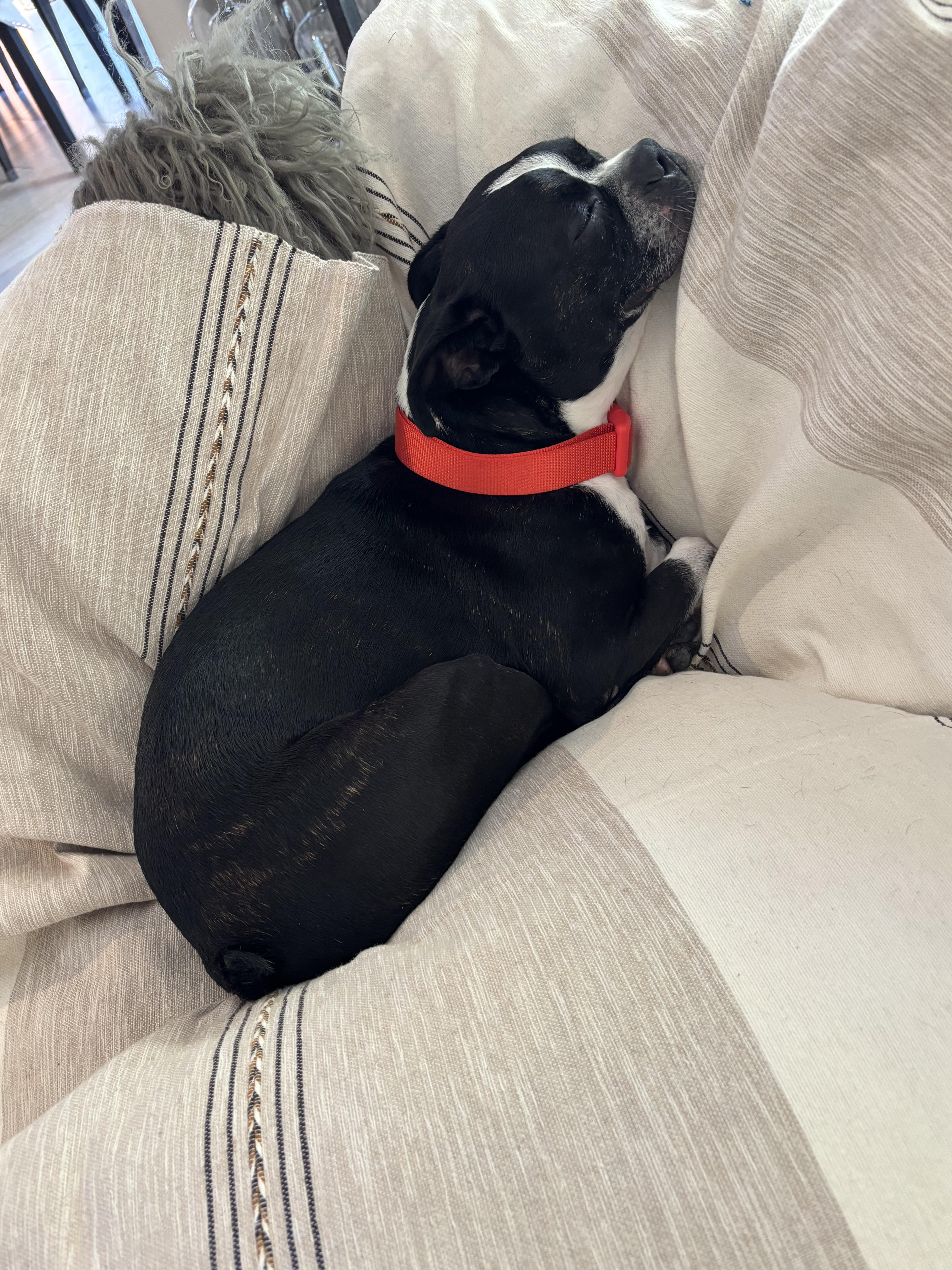 Enlarge Vinny, a Adoptable Boston Terrier in San Diego, CA image 2/5