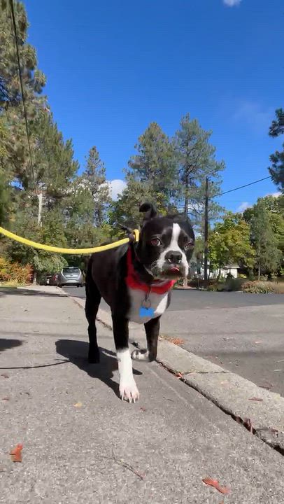 Enlarge Vinny, a Adoptable Boston Terrier in San Diego, CA video 3/5