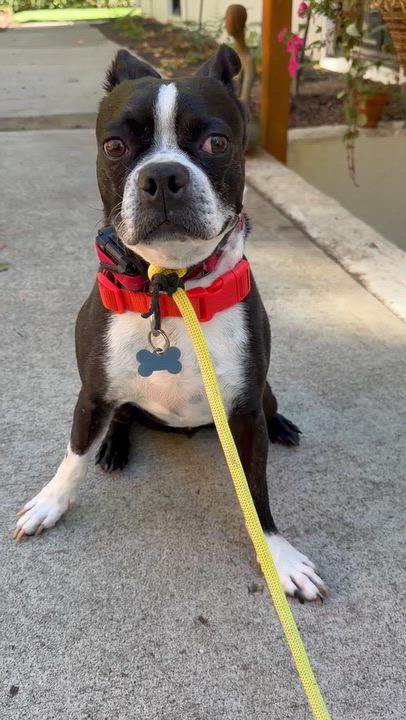 Enlarge Vinny, a Adoptable Boston Terrier in San Diego, CA video 4/5