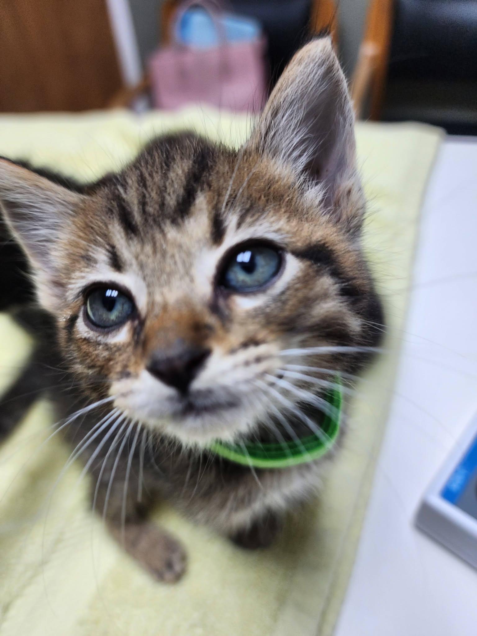 Stampy, Adoptable, Kitten Male American Shorthair.