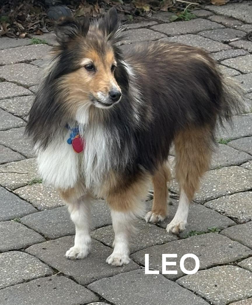 Enlarge Leo and Ruby, a ADOPTABLE Shetland Sheepdog / Sheltie in New Castle, PA image 2/6
