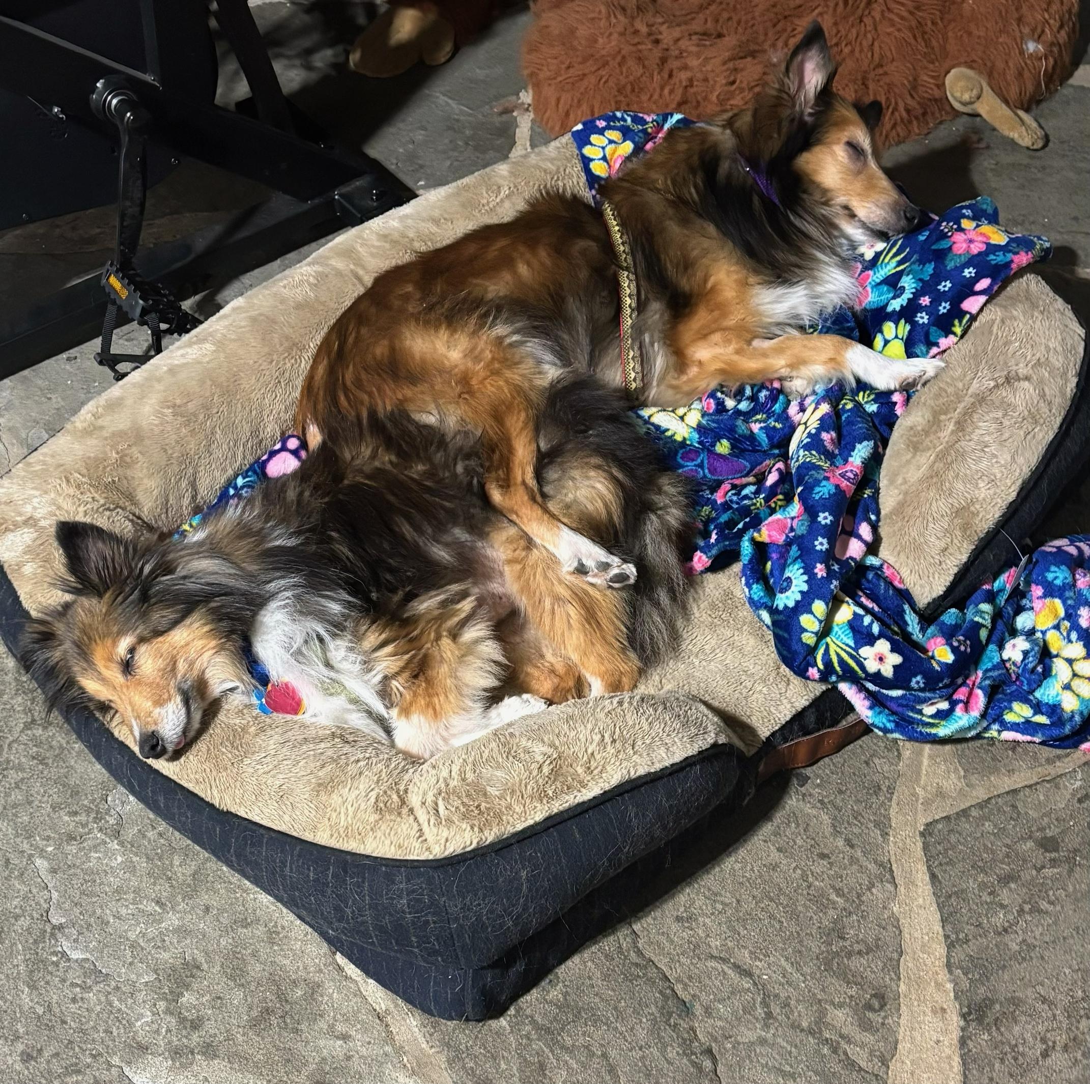 Enlarge Leo and Ruby, a ADOPTABLE Shetland Sheepdog / Sheltie in New Castle, PA image 1/6