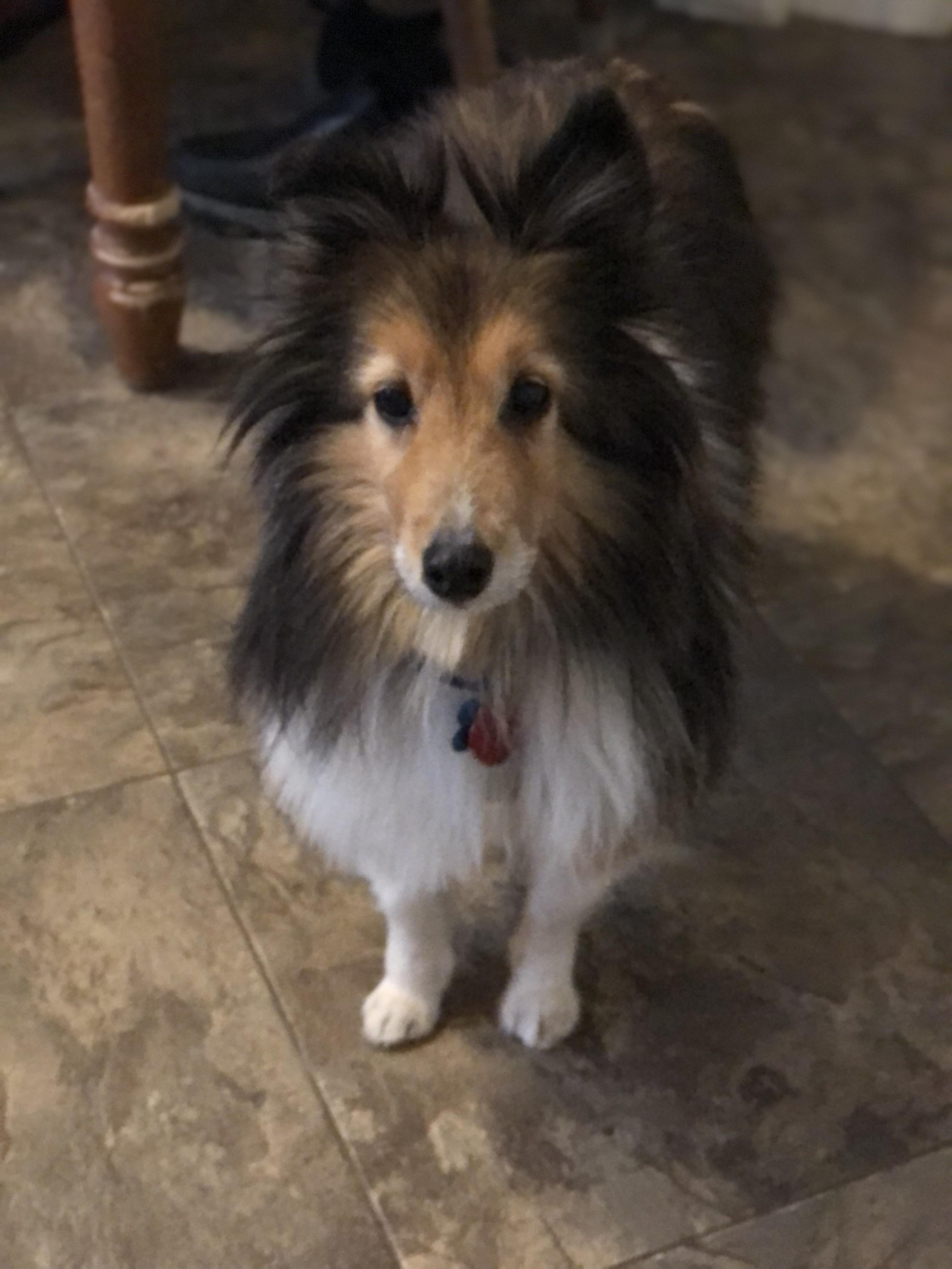 Enlarge Leo and Ruby, a ADOPTABLE Shetland Sheepdog / Sheltie in New Castle, PA image 5/6
