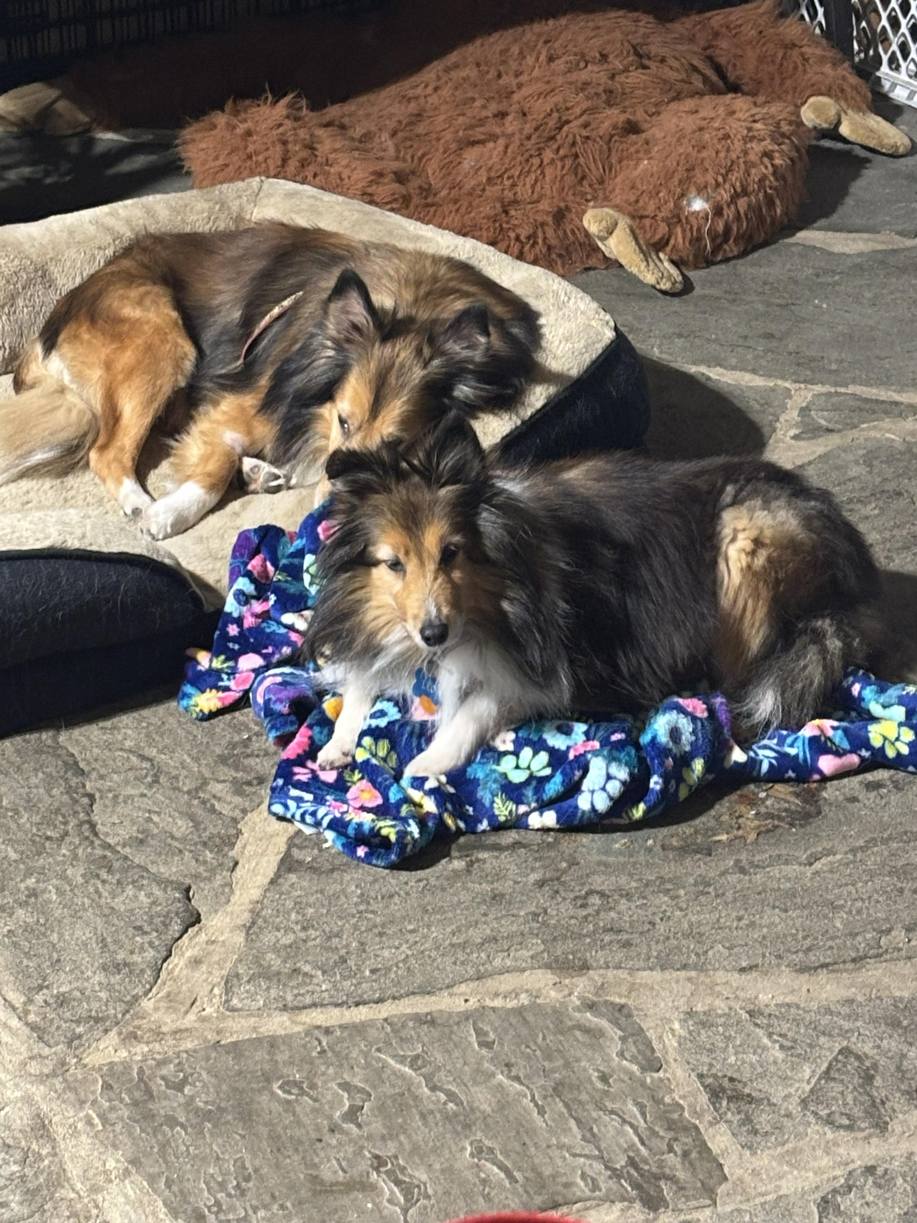Enlarge Leo and Ruby, a ADOPTABLE Shetland Sheepdog / Sheltie in New Castle, PA image 6/6