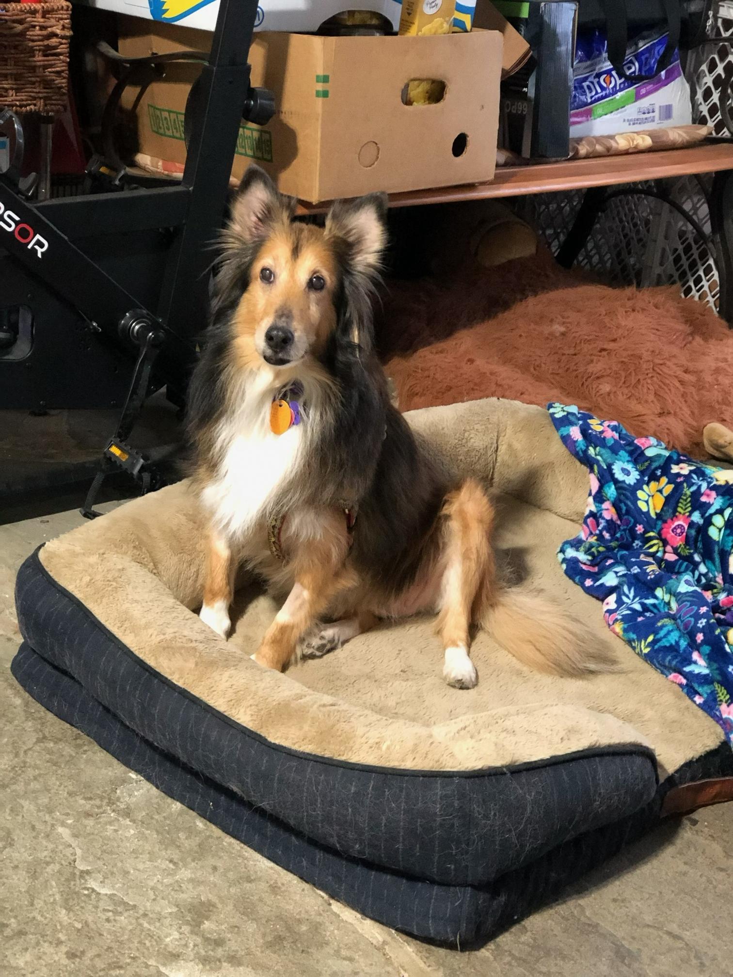 Enlarge Leo and Ruby, a ADOPTABLE Shetland Sheepdog / Sheltie in New Castle, PA image 4/6