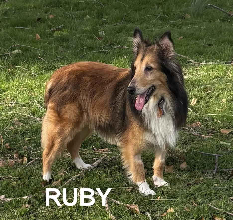 Enlarge Leo and Ruby, a ADOPTABLE Shetland Sheepdog / Sheltie in New Castle, PA image 3/6