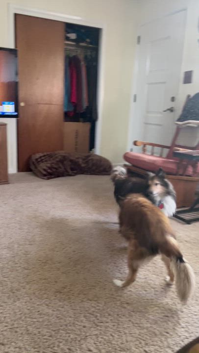 Enlarge Leo and Ruby, a ADOPTABLE Shetland Sheepdog / Sheltie in New Castle, PA video 5/6