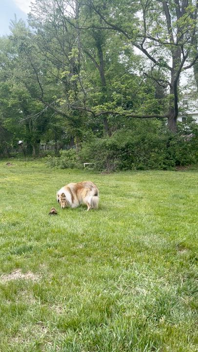 Enlarge Leo and Ruby, a ADOPTABLE Shetland Sheepdog / Sheltie in New Castle, PA video 6/6