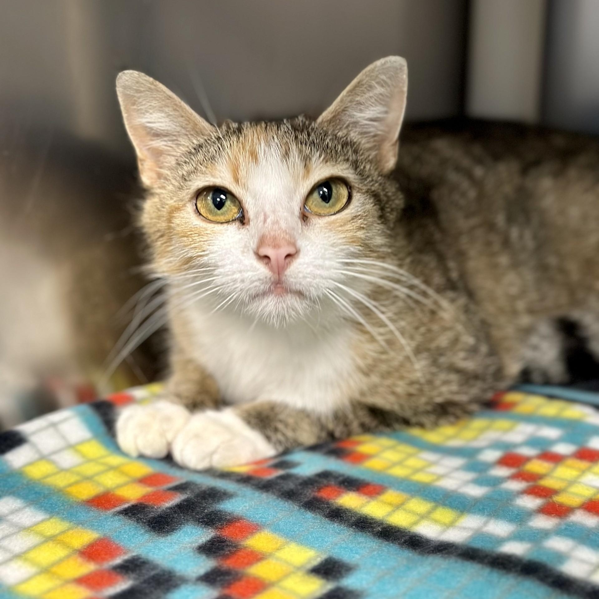 Enlarge Leela , an adopted Domestic Short Hair in Manahawkin, NJ image 2/2