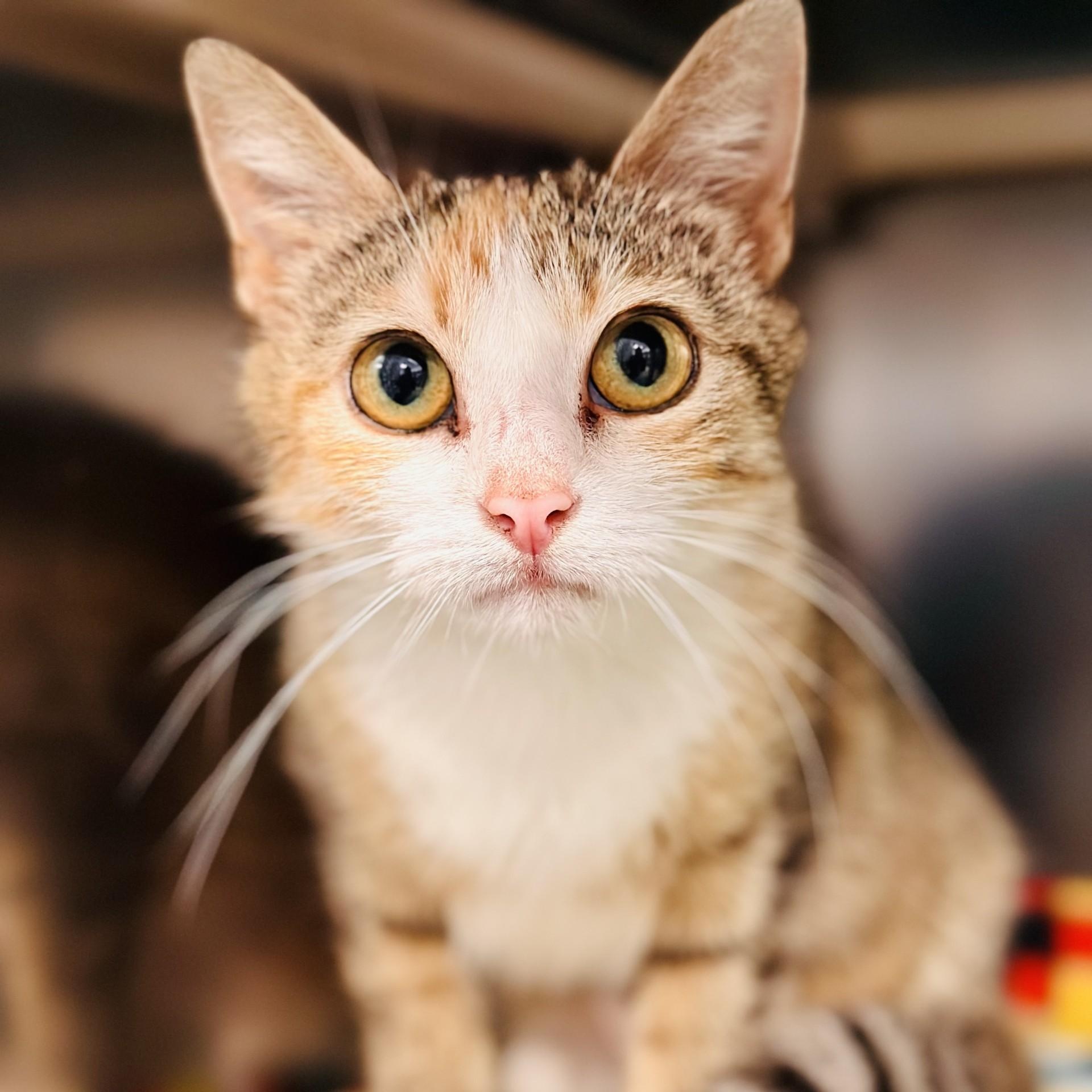 Leela , adopted, Adult Female Domestic Short Hair.
