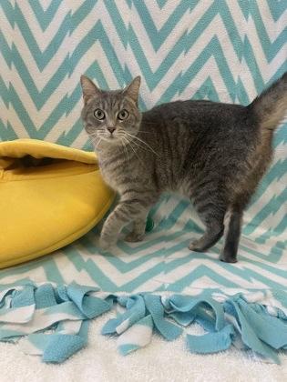 Enlarge Galinda, a Adoptable Domestic Short Hair in Columbus, IN image 1/2