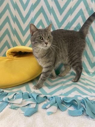 Galinda, a Adoptable Domestic Short Hair in Columbus, IN image 1/2