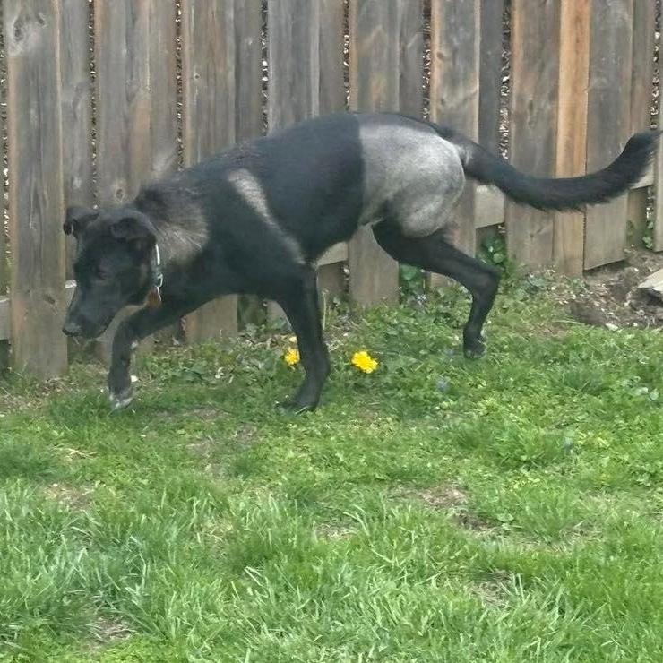 Enlarge Molson, a ADOPTABLE mixed breed in St Thomas, ON image 3/3