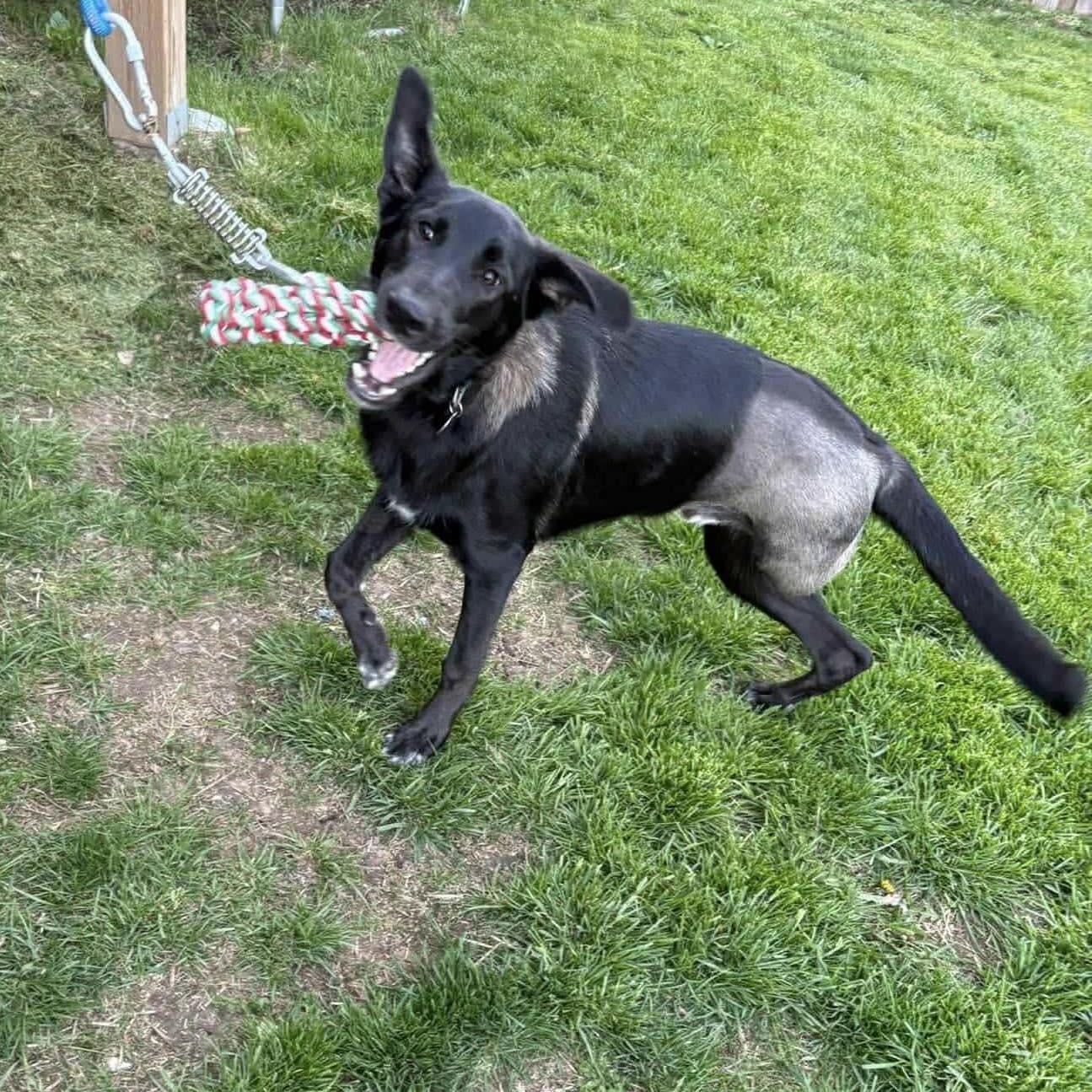 Enlarge Molson, a ADOPTABLE mixed breed in St Thomas, ON image 2/3