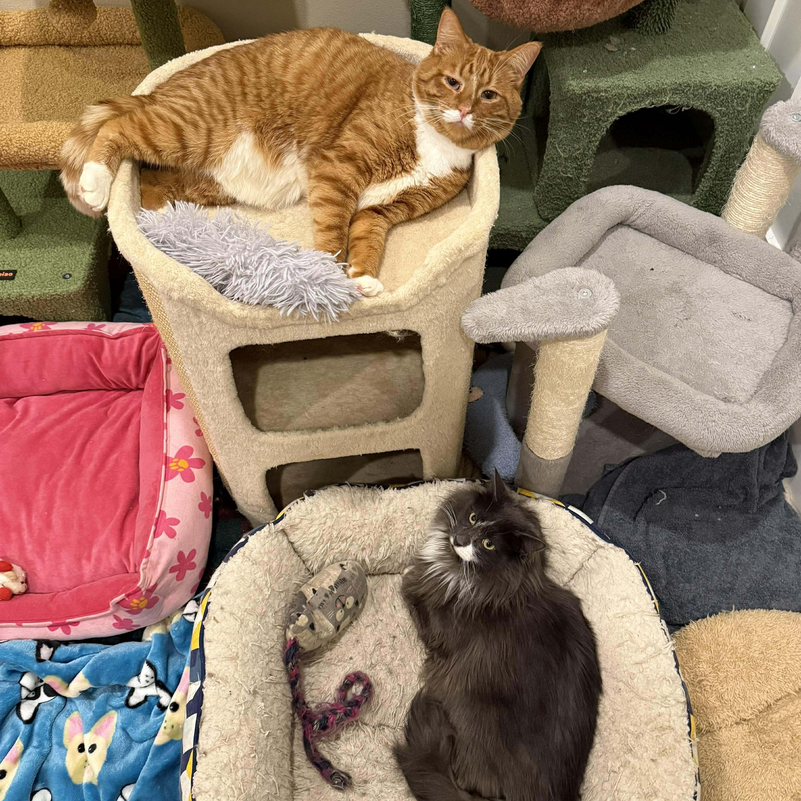 Enlarge Louis and Clark, a ADOPTABLE Domestic Medium Hair in Pardeeville, WI image 6/6