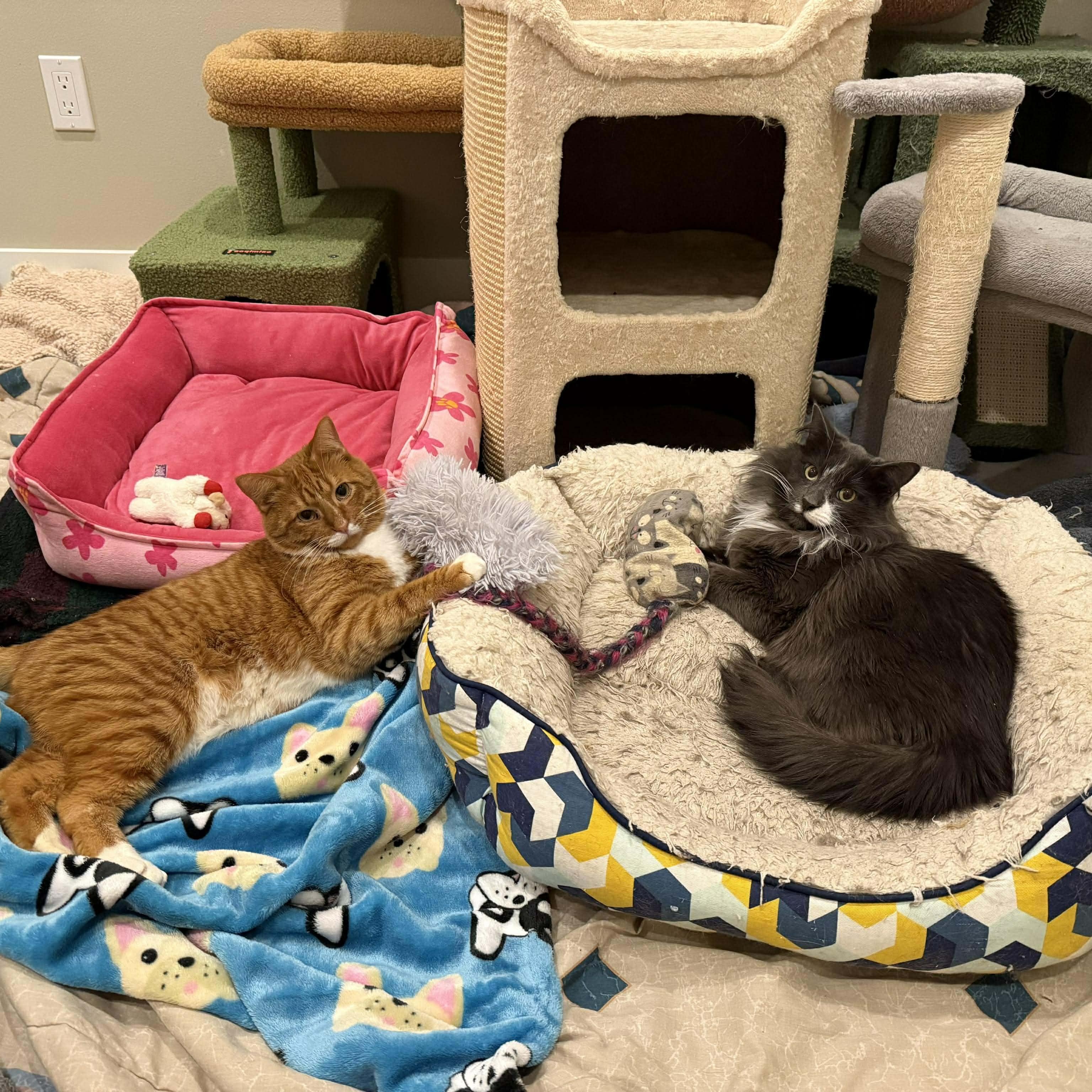 Enlarge Louis and Clark, a ADOPTABLE Domestic Medium Hair in Pardeeville, WI image 1/6