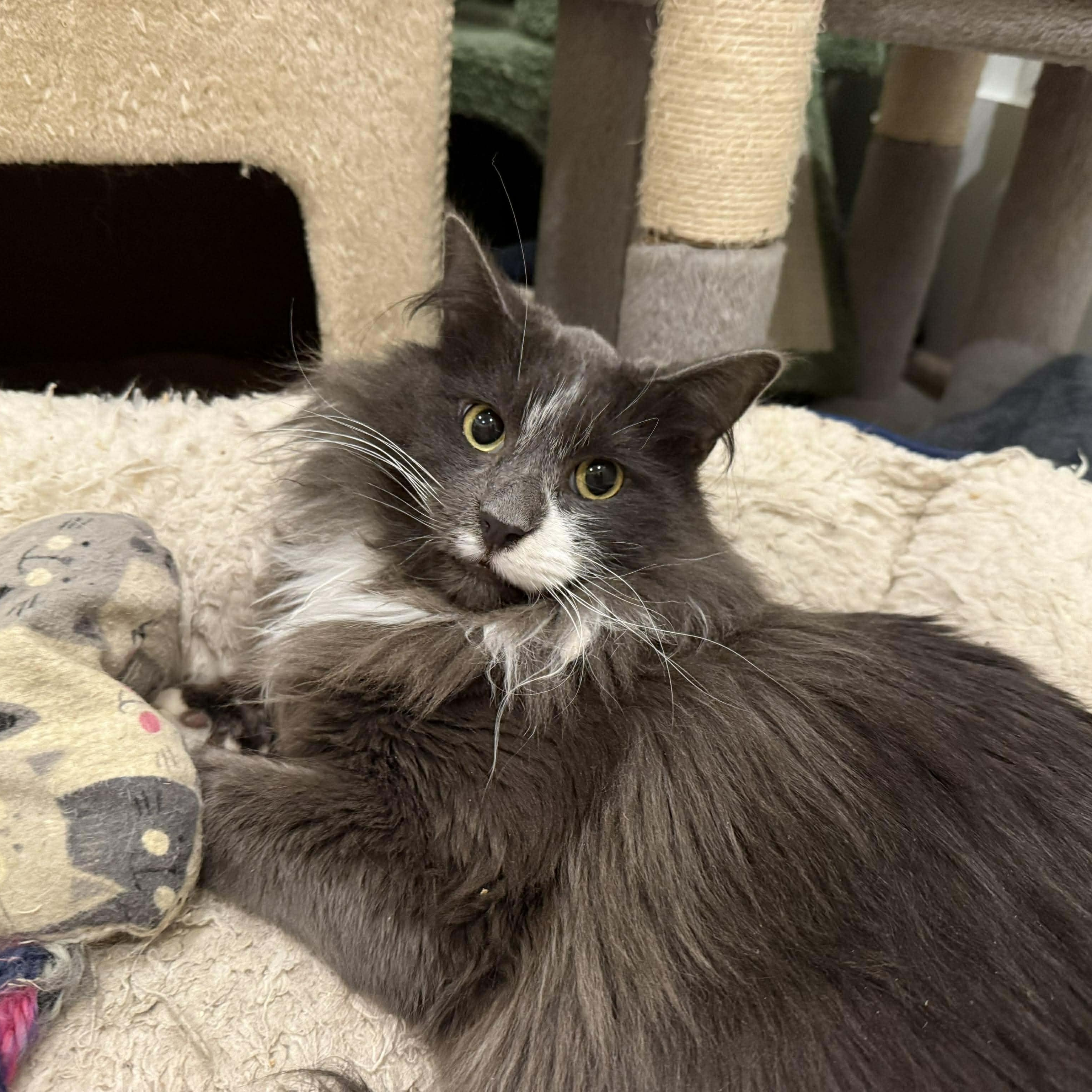 Enlarge Louis and Clark, a ADOPTABLE Domestic Medium Hair in Pardeeville, WI image 3/6