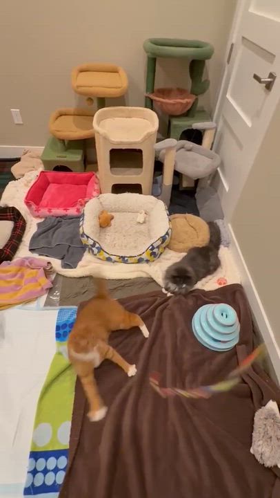 Enlarge Louis and Clark, a ADOPTABLE Domestic Medium Hair in Pardeeville, WI video 5/6