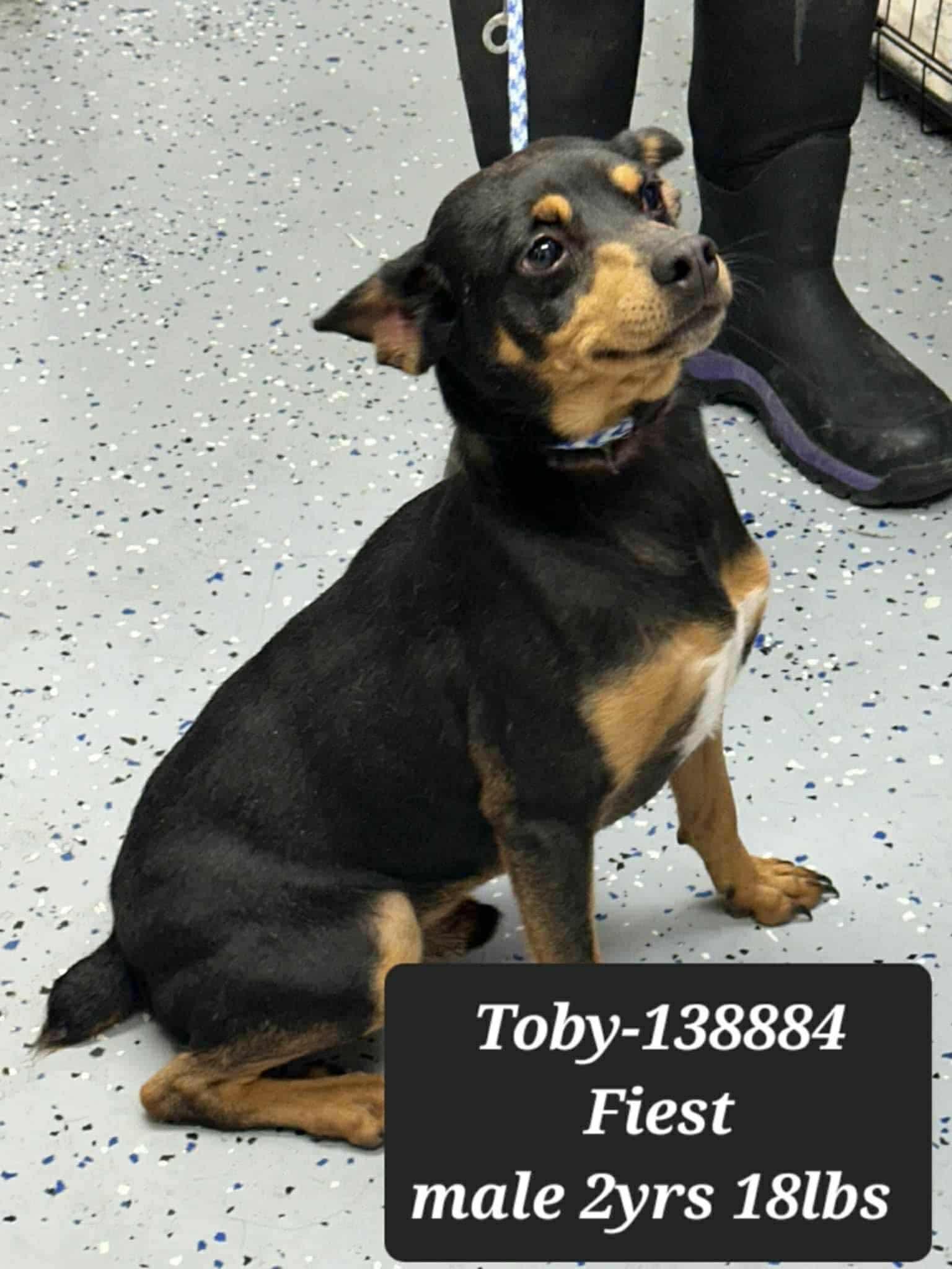 Toby