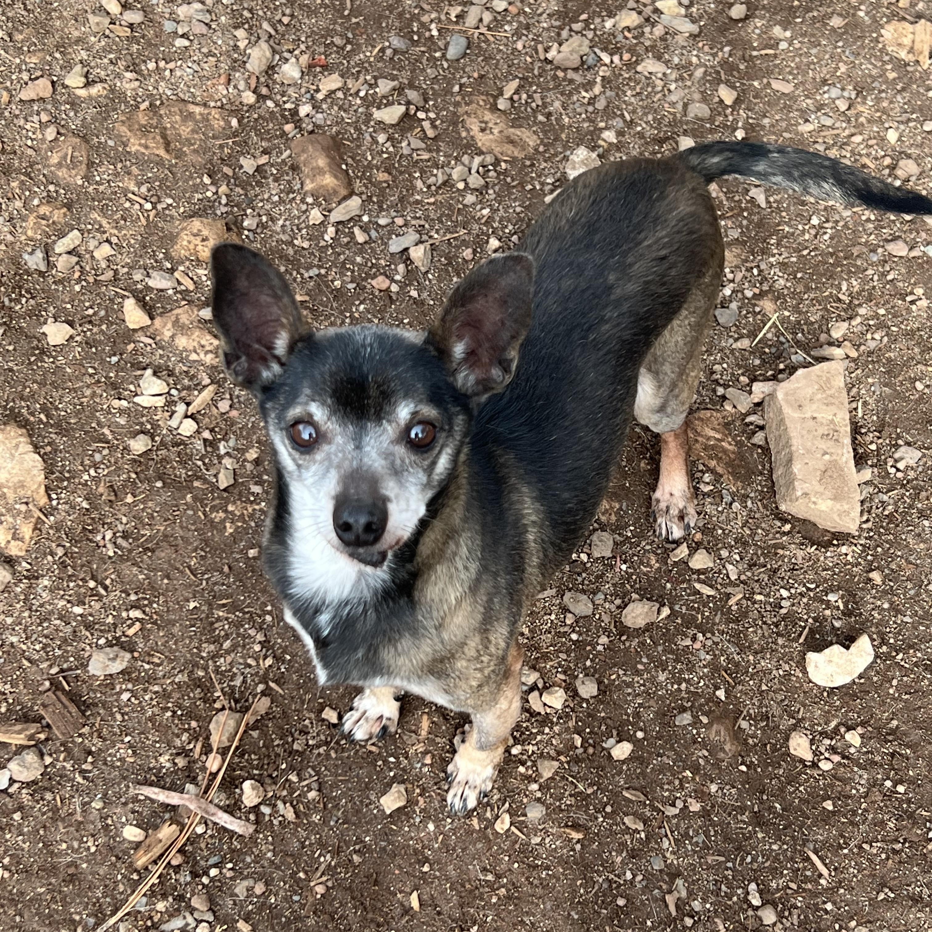 Gon, ADOPTABLE, Senior Male Chihuahua.