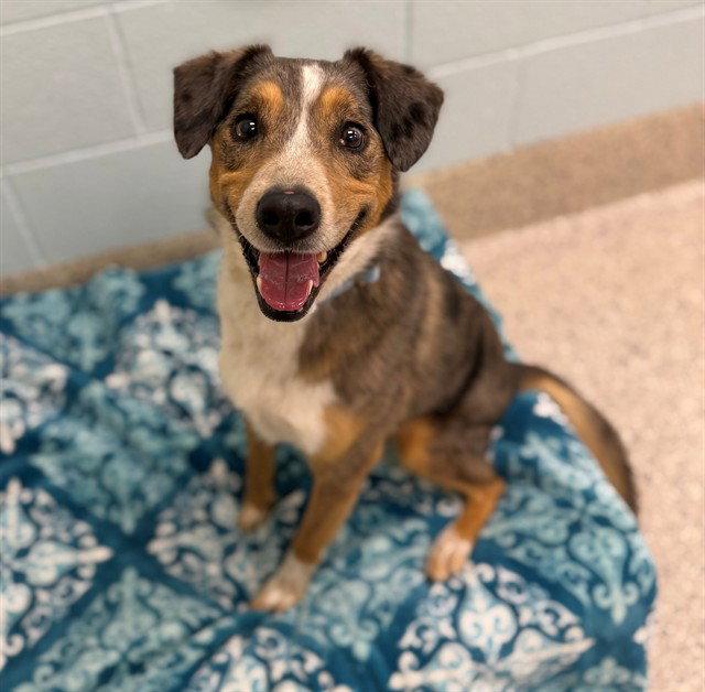 Luna, Adoptable, Adult Female Cattle Dog.
