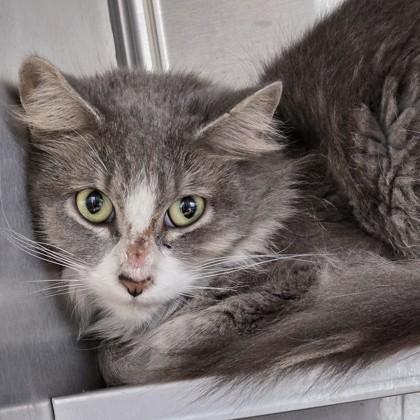 Enlarge Toucan, a Adoptable Domestic Medium Hair in Phoenixville, PA image 2/2