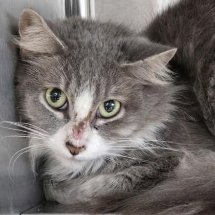 Enlarge Toucan, a Adoptable Domestic Medium Hair in Phoenixville, PA image 1/2