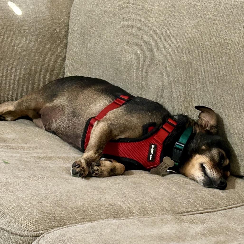 Enlarge Tootsie Roll, a Adoptable Chihuahua in Pacific Grove, CA image 2/6