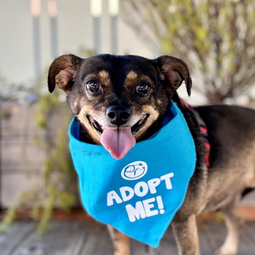 Enlarge Tootsie Roll, a Adoptable Chihuahua in Pacific Grove, CA image 1/6