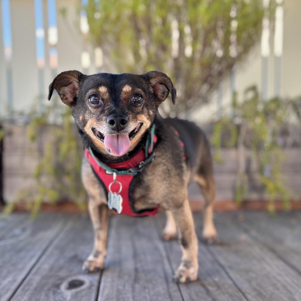Enlarge Tootsie Roll, a Adoptable Chihuahua in Pacific Grove, CA image 2/6