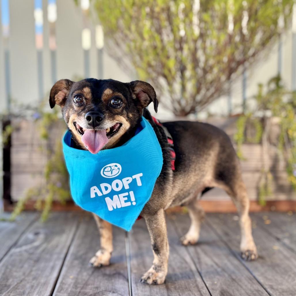 Enlarge Tootsie Roll, a Adoptable Chihuahua in Pacific Grove, CA image 5/6